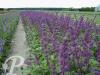 Salvia nemerosa Viola Klose