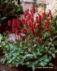 Sanguisorba Menziessii