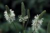 Sanguisorba Tenuifolia Alba