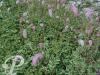 Sanguisorba obtusa