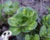 Saxifraga urbium Aureopunctata