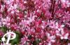 Saxifraga urbium Clarence Elliott