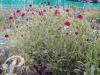 Scabiosa Chile black
