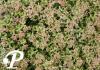 Sedum Album Coral Carpet