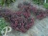 Sedum Bertam Anderson