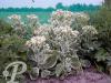 Sedum Frosty Morn