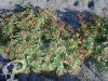 Sedum Kamtschaticum variegata