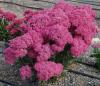 Sedum Mr Goodbud