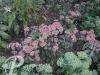 Sedum Strawberry s and Cream