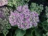 Sedum spectabile Rosenteller