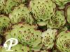Sempervivum Birchmeier