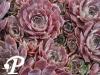 Sempervivum Feldmaier