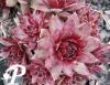 Sempervivum Lavender and Old Lace