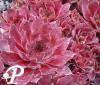 Sempervivum Othello