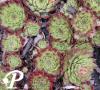 Sempervivum Rhone