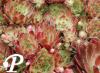 Sempervivum Sioux