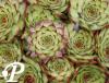 Sempervivum Sunset