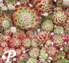 Sempervivum barbulatum