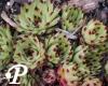 Sempervivum calcareum
