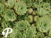 Sempervivum calcareum Limelight