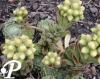 Sempervivum ciliosum Var Borisii