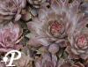Sempervivum tectorum Atroviolaceum