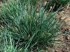 Sesleria Nitida