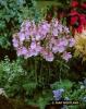 Sidalcea Little Princess