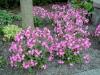 Silene Dioica Minikin