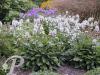Stachys macrantha Alba