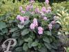 Stachys off Rosea