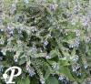 Symphytum azureum