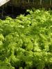 Tanacetum Vulgare Golden Fleece