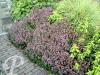 Teucrium lucidrys