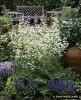 Thalictrum Delavayi Album
