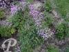 Thalictrum delavayi Hewitt s