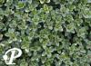 Thymus Doone Valley