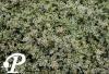 Thymus Highland