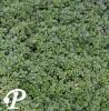 Thymus praecox Bressingham
