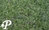 Thymus praecox Minor