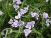 Tradescantia Bilberry Ice