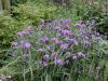 Tradescantia Concord Grape