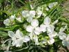 Tradescantia Innocence