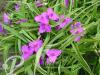 Tradescantia Rubra