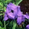 Tradescantia Zwanenburg