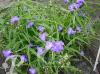 Tradescantia Zwanenburg Blue