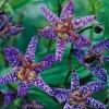TricyrtisBlue Wonder