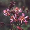 Tricyrtis Taiwan Adbane