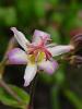 Tricyrtis Tojen