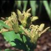 Tricyrtis Yellow Sunrise